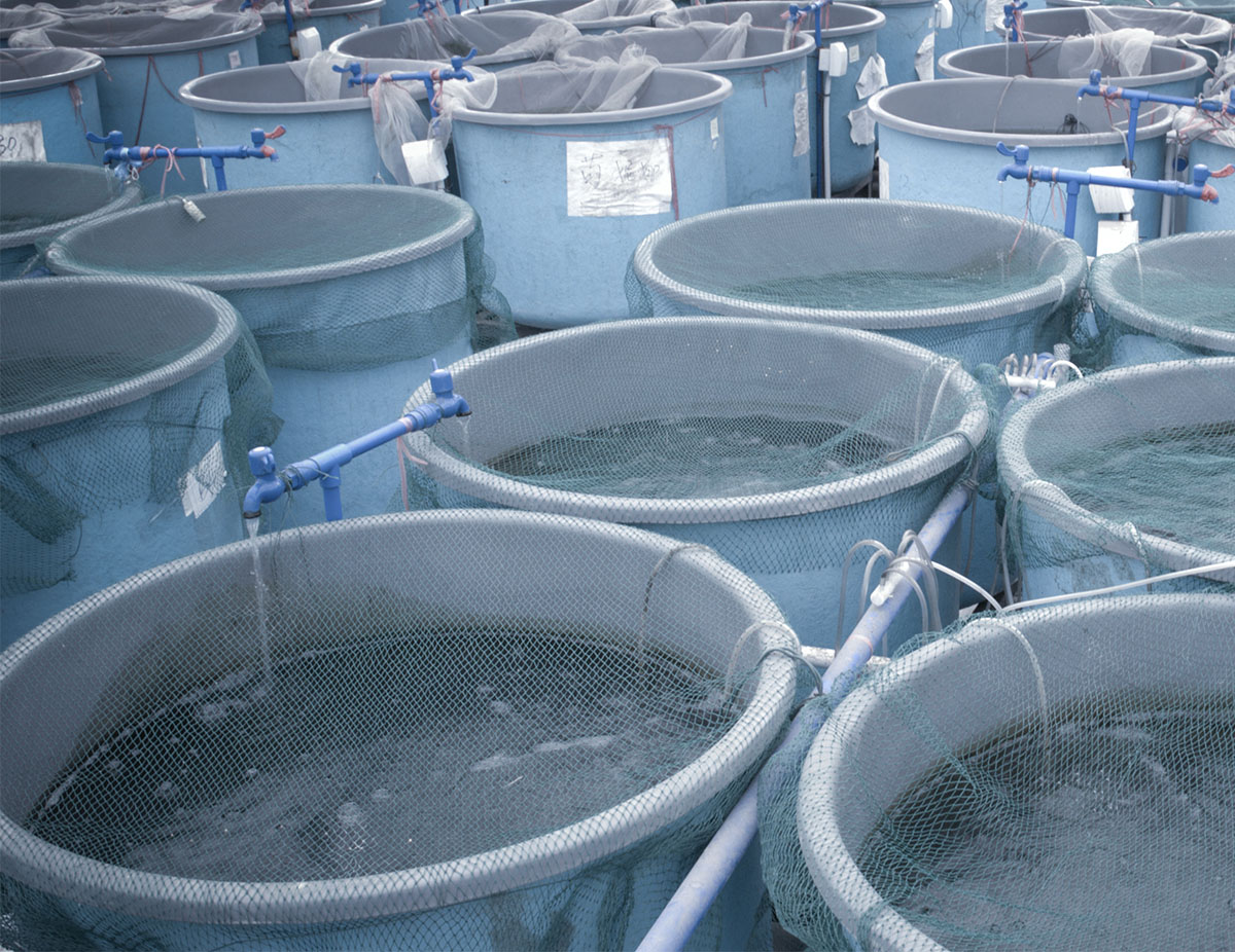 Aquaculture farm