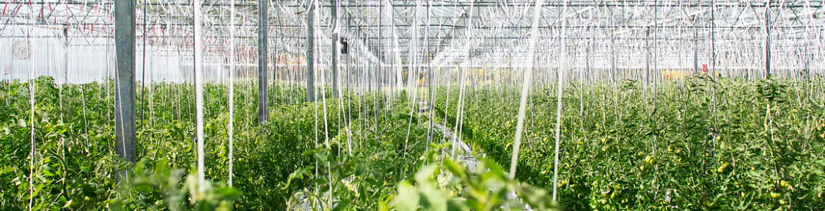 Aplicaciones de CO2 en agricultura: fertilización carbónica