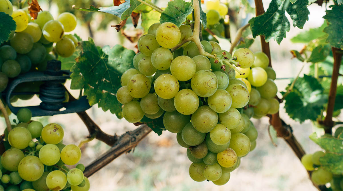 Grape harvest and crop
