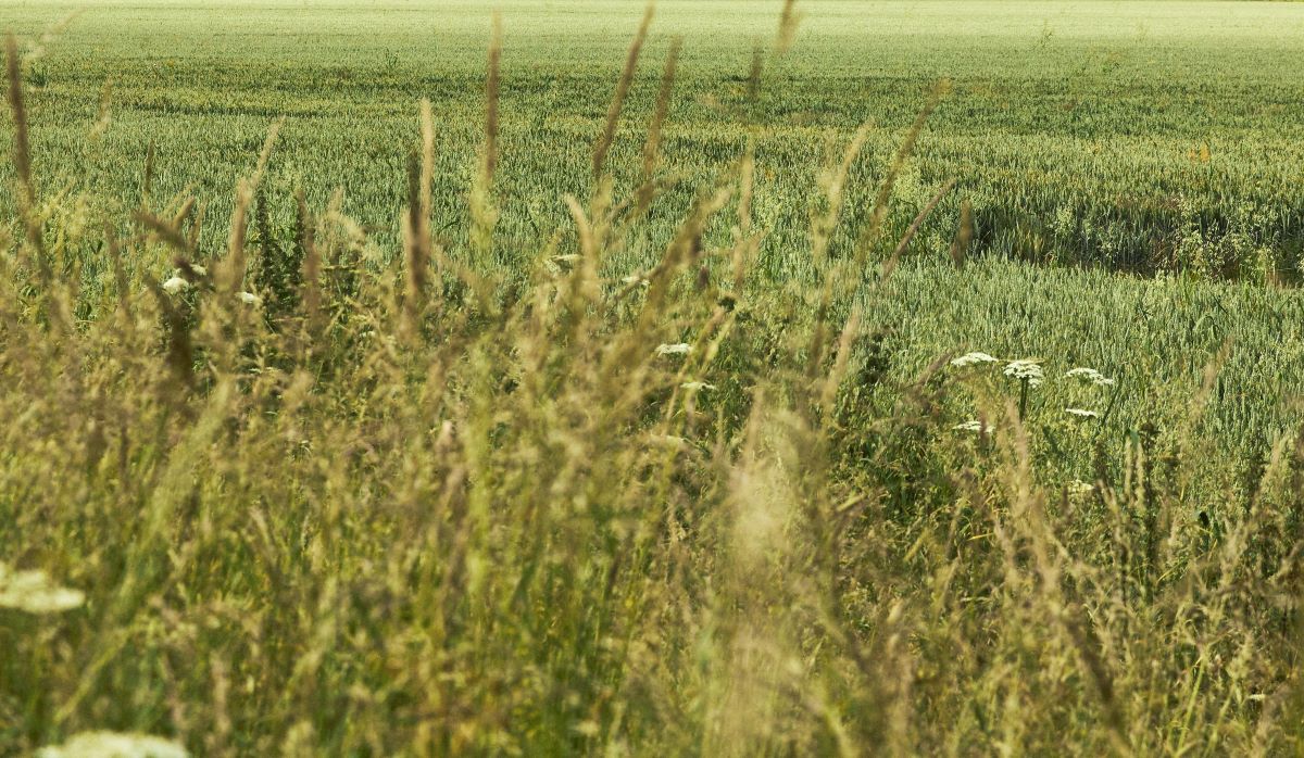 wheat-field