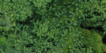 Nasce la foresta Nippon Gases