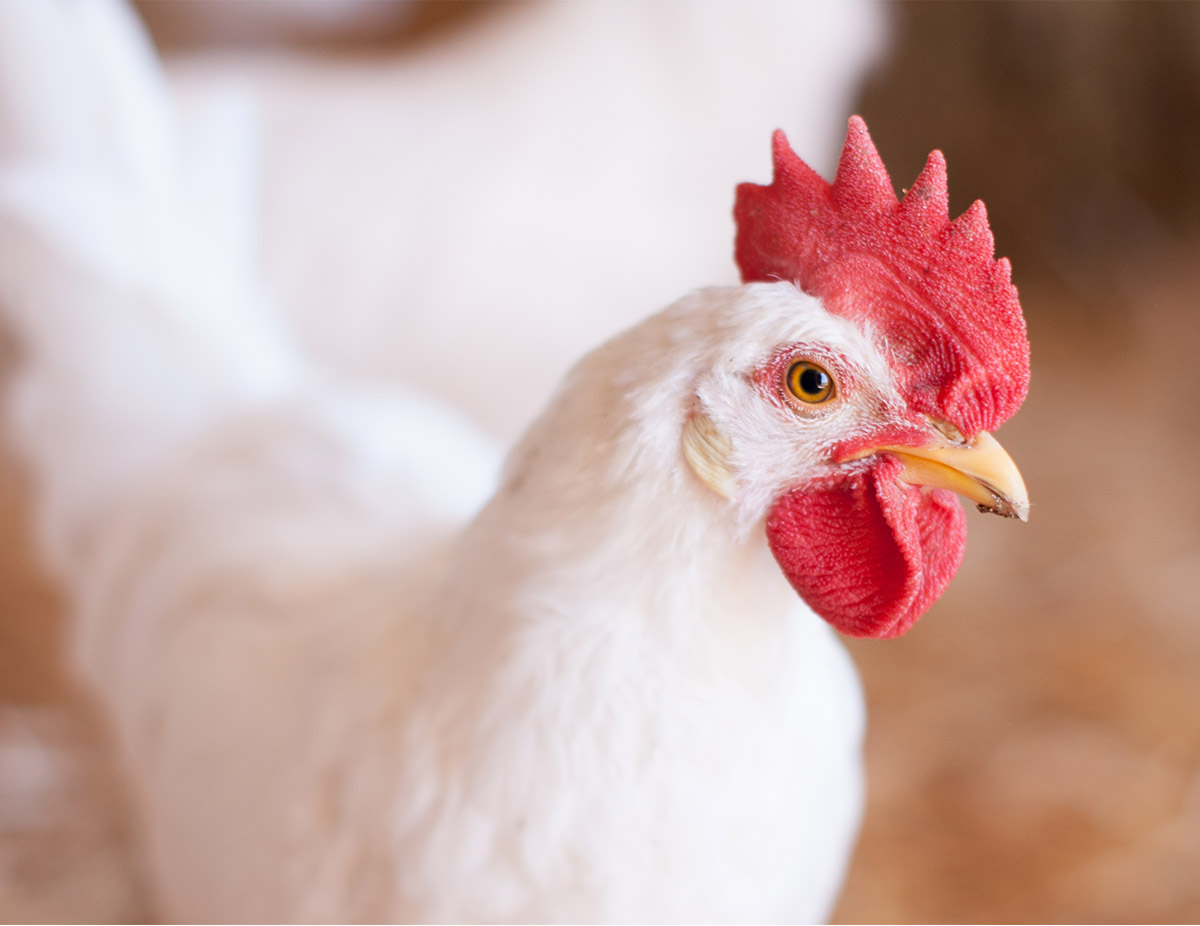 Food and beverages-Stunning-chicken-109